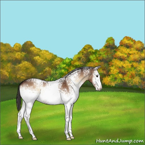 Horse Color:White Spotted Liver Red Onyx 