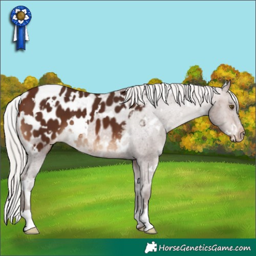 Horse Color:White Spotted Silver Brown Blanket