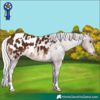 Horse Color:White Spotted Silver Brown Blanket 