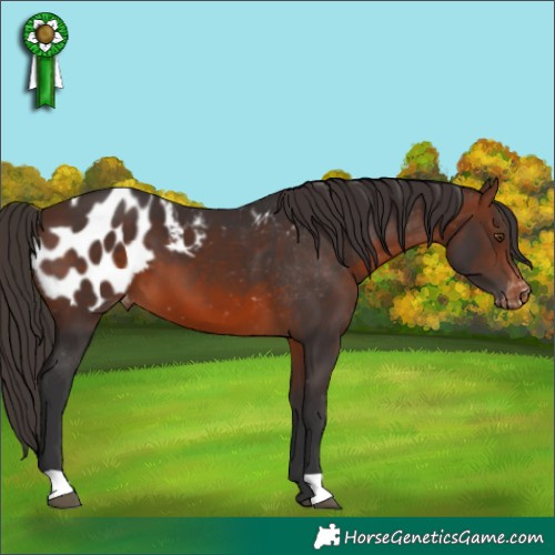 Horse Color:Brown Appaloosa 