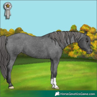 Horse Color:Black Appaloosa 