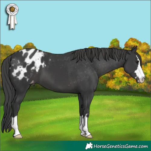 Horse Color:Black Appaloosa 