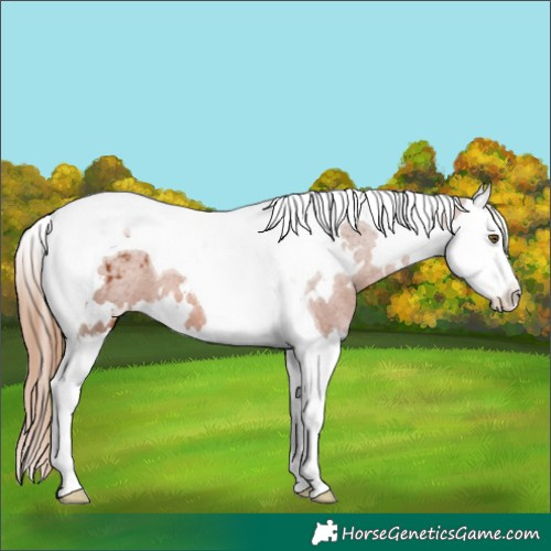 Horse Color:White Spotted Chestnut Splash Tobiano Varnish 