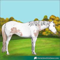 Horse Color:White Spotted Chestnut Splash Tobiano Varnish 