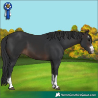 Horse Color:Brown 