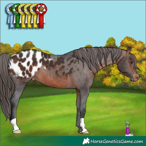 Horse Color:Brown Appaloosa 