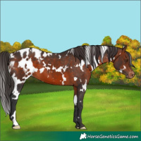 Horse Color:White Spotted Brown Blanket 