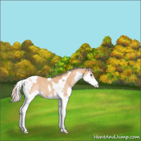 Horse Color:Silver Bay Dun Splash Tobiano
