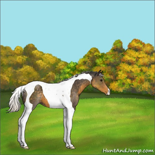 Horse Color:Silver Smoky Black Tobiano 