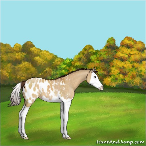 Horse Color:Buckskin Dun Splash Appaloosa 