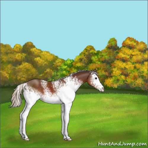 Horse Color:White Spotted Silver Brown 
