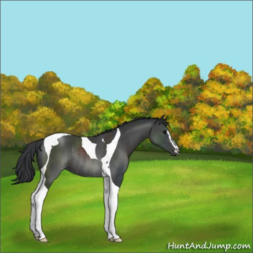 Horse Color:Black Sabino Tobiano Rabicano 