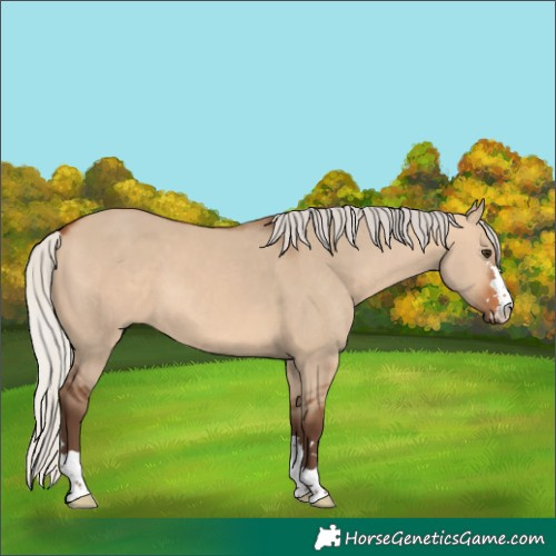 Horse Color:Silver Bay Dun 