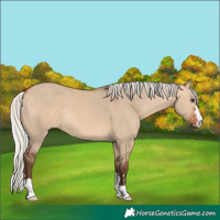 Horse Color:Silver Bay Dun 