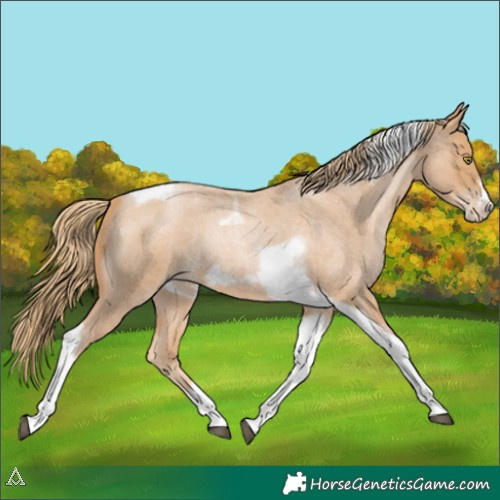 Horse Color:Red Roan Pearl Tobiano Frame 