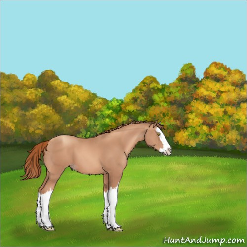 Horse Color:Gold Champagne Splash 