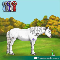 Horse Color:White Spotted Liver Chestnut Splash Tobiano Frame Rabicano
