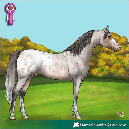 Horse Color:Bay Roan Sabino Appaloosa 