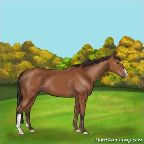 Horse Color:Bay 