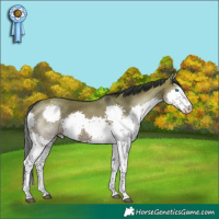 Horse Color:Grullo Splash