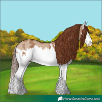 Horse Color:Red Dun Splash  and Red Dun Splash 