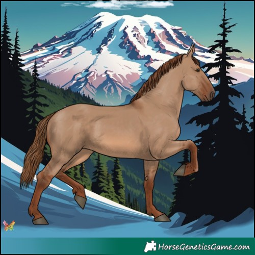 Horse Color:Red Dun 