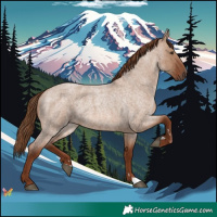 Horse Color:Red Dun Roan 