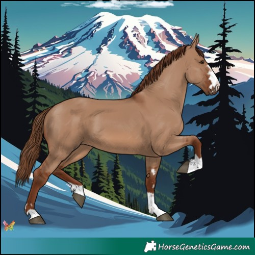 Horse Color:Red Dun 