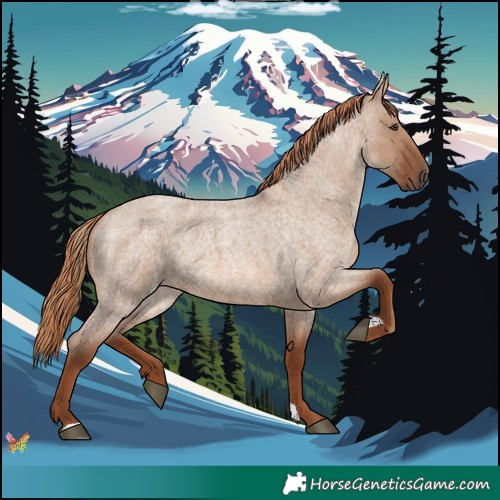Horse Color:Red Dun Roan 