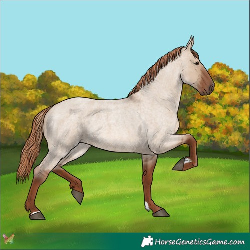 Horse Color:Red Dun Roan 