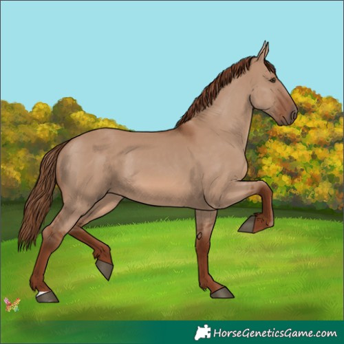 Horse Color:Red Dun 