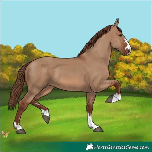Horse Color:Red Dun