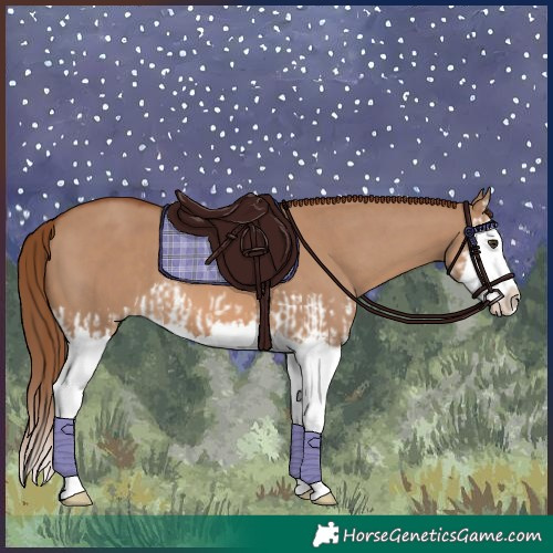 Horse Color:Red Dun Splash  and Red Dun Splash 