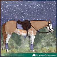 Horse Color:Red Dun Splash  and Red Dun Splash 