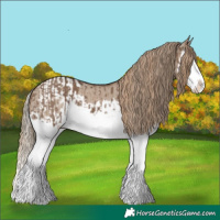 Horse Color:Liver Red Dun Splash  and Liver Red Dun Splash Appaloosa 