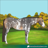 Horse Color:Buckskin Sabino