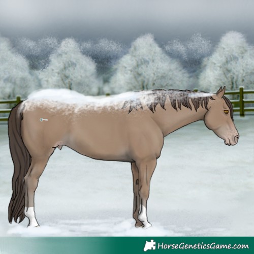 Horse Color:Classic Champagne 
