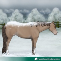 Horse Color:Classic Champagne 