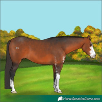 Horse Color:Bay Sabino 