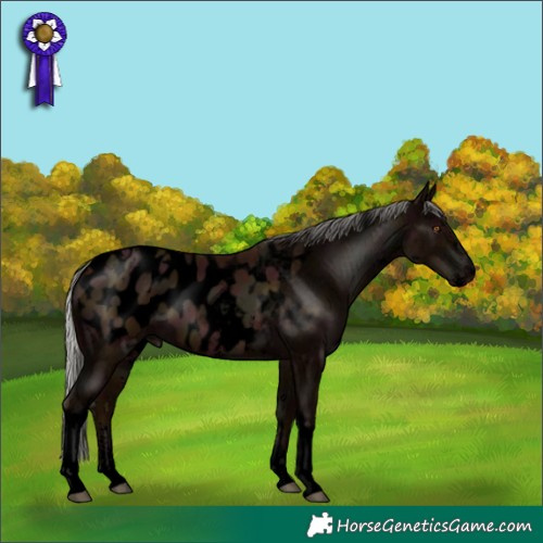 Horse Color:Void Midnight Silver Black Pearl Sabino Tobiano Appaloosa 
