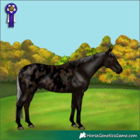 Horse Color:Void Midnight Silver Black Pearl Sabino Tobiano Appaloosa