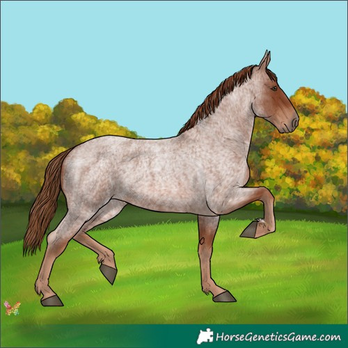 Horse Color:Red Roan