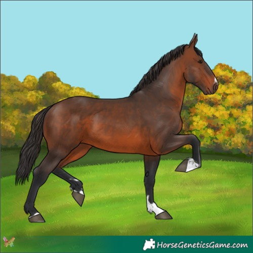Horse Color:Brown 