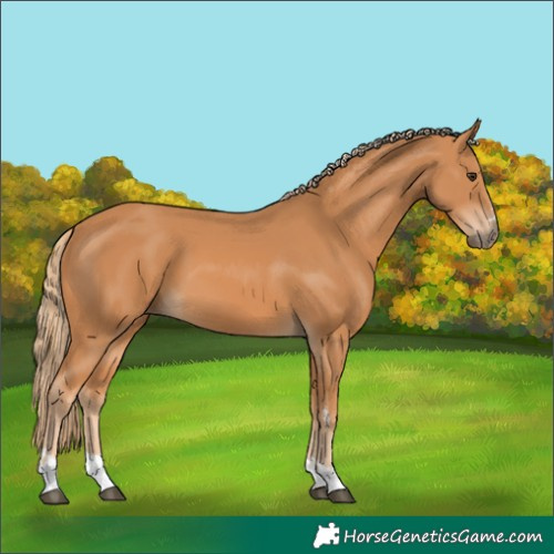 Horse Color:Chestnut 