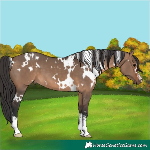 Horse Color:White Spotted Brown Dun 
