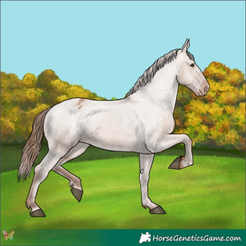 Horse Color:Red Dun Appaloosa 