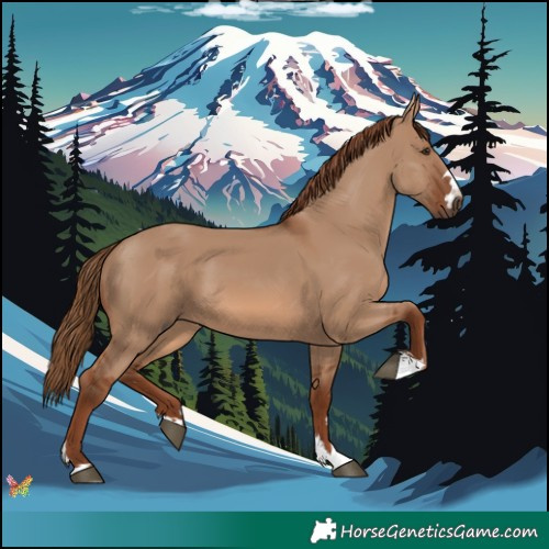Horse Color:Red Dun 