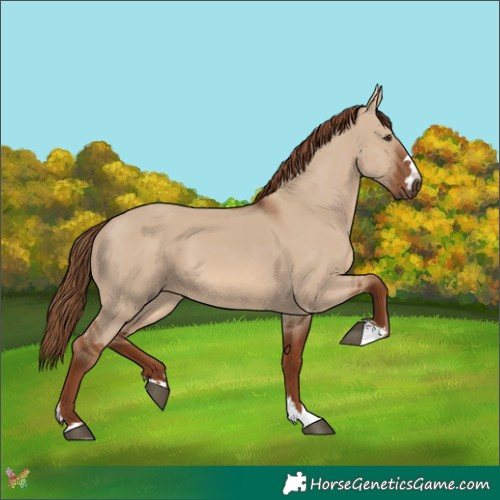 Horse Color:Red Dun 