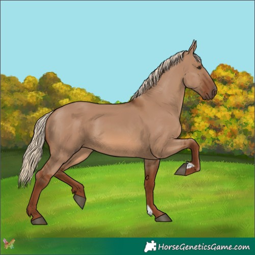Horse Color:Red Dun 
