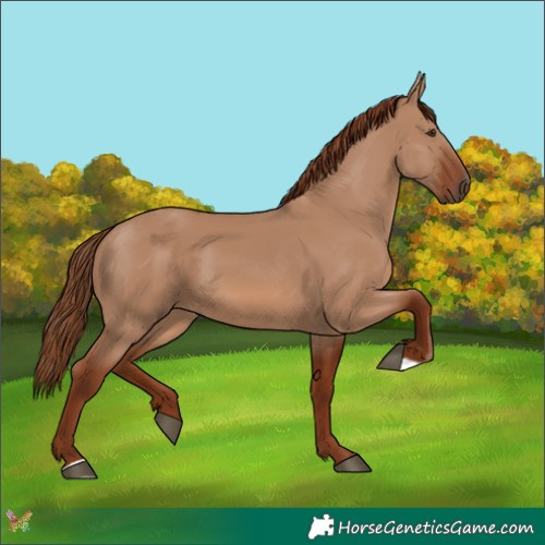 Horse Color:Red Dun 